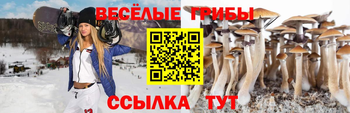 Псилоцибиновые грибы Psilocybe Калач-на-Дону